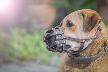 Dog wear muzzle. (Selective Focus at the dog eye)