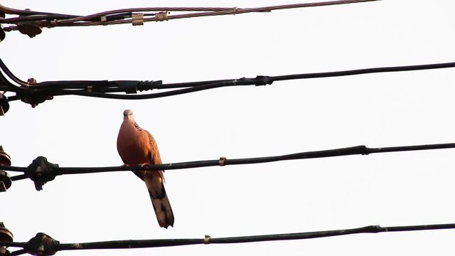 Spotted dove on electric wire
