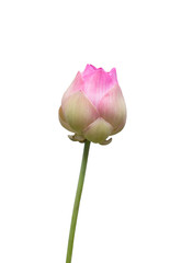 Pink lotus flower bud isolated on white background