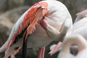 Flamingos in Chiang Mai Zoo
