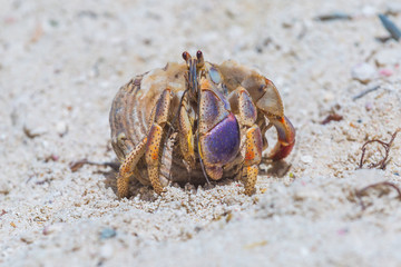 Hermitcrab on the beach