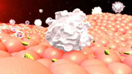 White Blood Cell