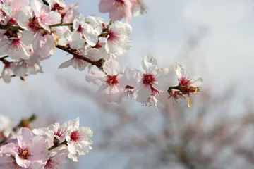 Crédence de cuisine en verre imprimé Lilas Japanische Kirschblüte
