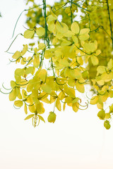 Obraz premium golden shower tree