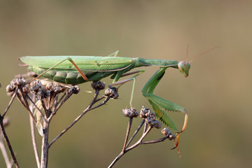 Green Lady