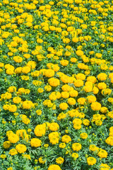 Fototapeta na wymiar Yellow Marigolds flower