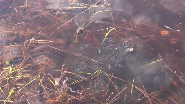Spawning Marsh frogs on sunny spring day in a shallow pond 