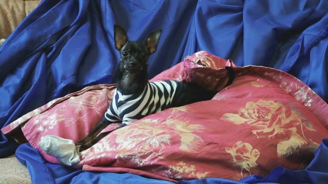 Dog toy-terrier barks and plays with a toy on sofa