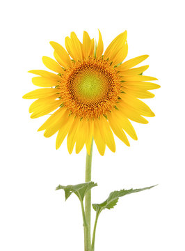 sunflower on white background