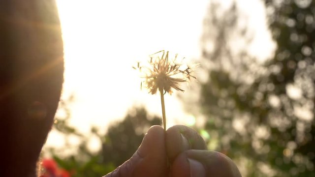 Close up blowing dandelion with sunrise, slow motion, high speed camera