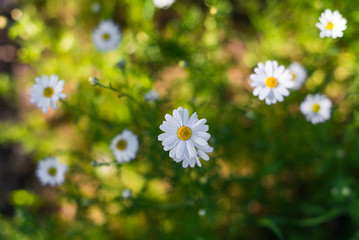 Spring and summer blurred background of selective focus blossoming white camomile flowers on the green meadow at sunny day. Natural and fresh organic backdrop wallpaper