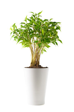 Ficus in a white pot