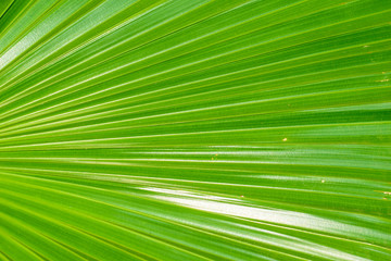 Obraz premium plam leaf in background