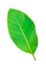 banana leaf