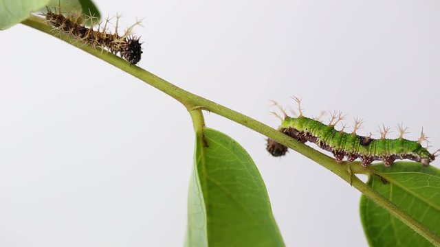 Caterpillar of color Sergeant butterfly are walking on twig
 (Athyma nefte Cramer)