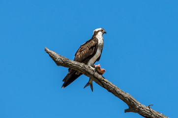 Osprey in a tree with a Rockfish over the Chesapeake Bay