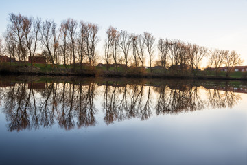 Baumreihe perspektivisch mit Spiegelung im Wasser