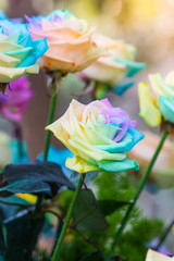 Fototapeta na wymiar Colorful of rainbow roses flower. Macro of rainbow roses with mu