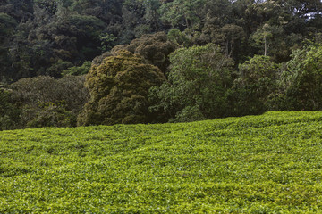 Rwanda tea plantations. Tea plants to be grown for Queen Elizabeth. 
