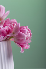 Decoration pink tulips flowers bouquet on a white pot on a green background