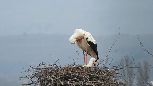 Weissstorch, Paar auf Nest