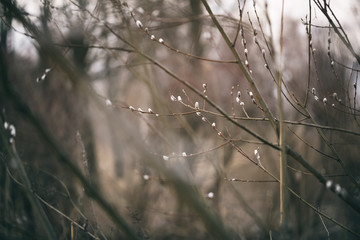 pussy-willow branches in spring, shallow focus closeup photo