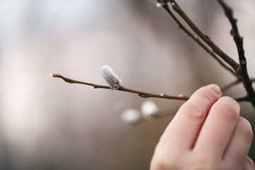 pussy-willow branches in spring, shallow focus closeup photo