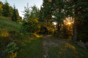Fototapeta premium Green summer forest at early morning