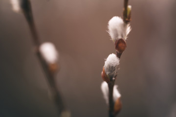 pussy-willow branches in spring, shallow focus closeup photo