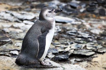 Magellanic Penguin