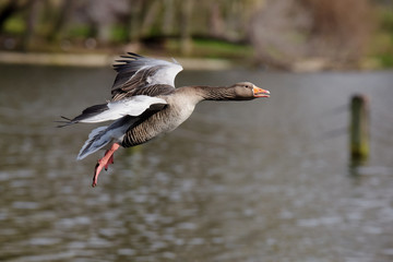 Greylag Goose, goose