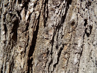 Tree bark texture