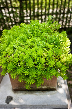 tree in pot for decoration