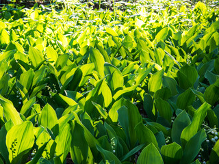 White lilies of the valley on a glade in the forest, sunny day