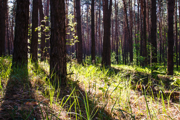 White lilies of the valley on a glade in the forest, sunny day