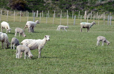 Fototapeta premium Pasture for sheep in the village of Cameron. Tierra Del Fuego