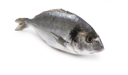 Dorada cruda