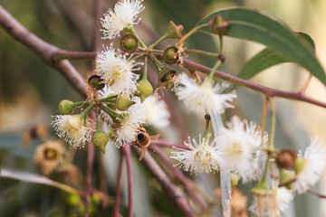 Bees are collecting eucalyptus nectar (honey).