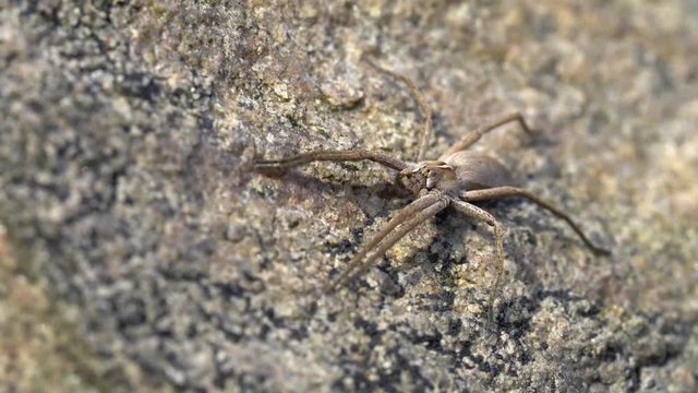 Macro video of a nursery spider warming up in the sun on a rock