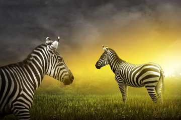 Fototapeta na wymiar Two zebra on the grassland