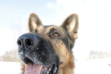 German shepherd dog on snow in winter day