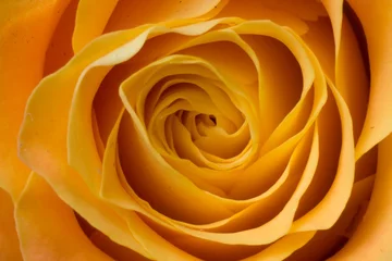Türaufkleber Rose als Textur © JoveImages