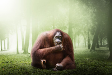 Female orangutan monkey © Leo Lintang