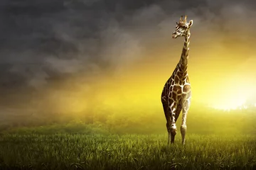 Papier Peint photo autocollant Girafe Girafe debout sur la prairie