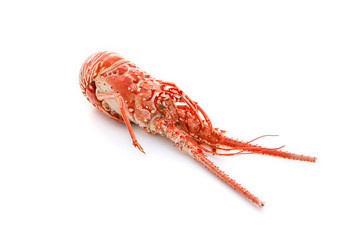 langouste