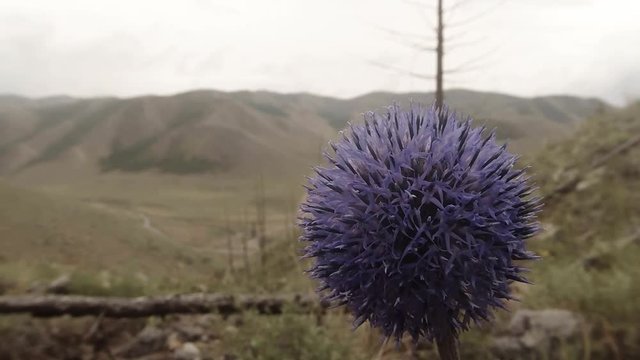 Globular Spherical Mountain Lilac Flower Close up