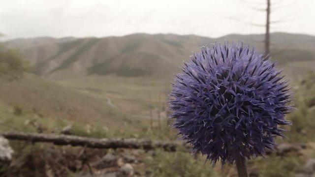 Globular Spherical Mountain Lilac Flower Close up