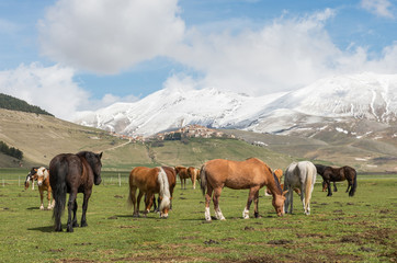 Obraz premium Cavalli a Castelluccio di Norcia, Umbria