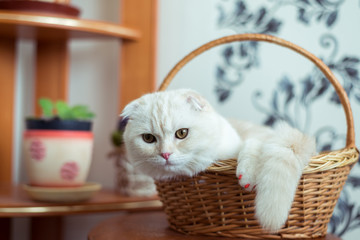 Scottish Fold kitten sits in  wicker basket in  room