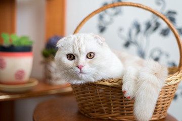 Scottish Fold kitten sits in  wicker basket in  room
